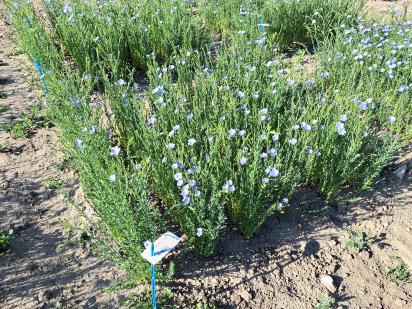 Click for 1 image(s) for this accession.